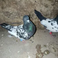 کبوتر سینه|پرنده|گنبد کاووس, |دیوار