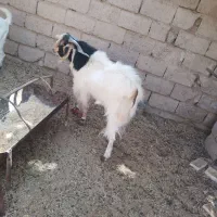 گوسفند فروشی راور|حیوانات مزرعه|راور, |دیوار