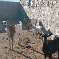 بز غاله|حیوانات مزرعه|اهر, |دیوار