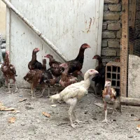 جوجه لاری اصیل|حیوانات مزرعه|بندر گز, |دیوار