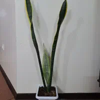 گل و گیاه سانسوریا ابلغ شمشیری