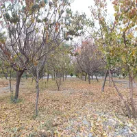 فروش-باغچه-شهریار