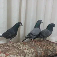 کبوتر|پرنده|اصفهان, ارداجی|دیوار