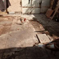 بوقلمون نر ویک خروس گلین عروس هلندی لوتینو|حیوانات مزرعه|خرمشهر, |دیوار