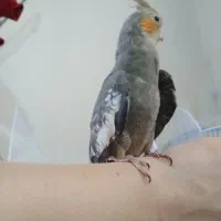 عروس هلندی|پرنده|صومعه‌سرا, |دیوار