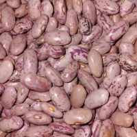 لوبیا چیتی