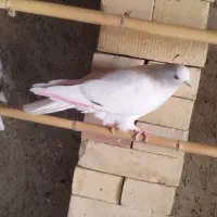 کبوتر غریب|پرنده|خان ببین, |دیوار