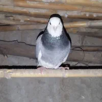 غریب گیری شازده|حیوانات|دلند, |دیوار