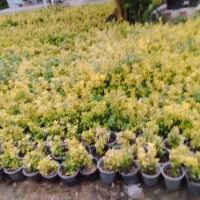 شمشاد سبز وطلایی ۲۵۰۰عدد