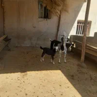 یک عدد بز بابزغاله