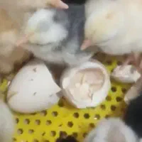 جوجه