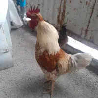 مرغ‌خروس‌محلی‌