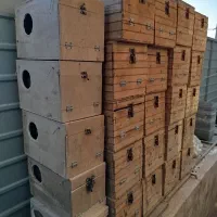 عروس هلندی چال عروس هلندی