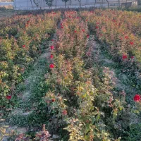 کندرز هلندی|گل و گیاه طبیعی|محلات, |دیوار