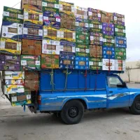 خرید کارتون موزی یا موز