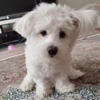 تریر (مالتیز)سفید