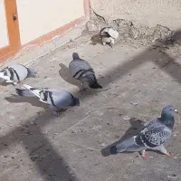 تعداد ۶ کبوتر پلاکی|پرنده|کهریزک, |دیوار