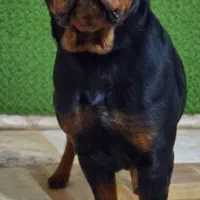 روتوایلر کیفیت فراتراز تصور ماده