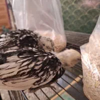 دوتا جوجه سبرایت