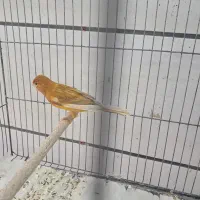 ۱۰عددقناری آگات مست بخون|پرنده|قزوین, |دیوار