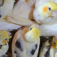 نر دوکت پروانه مست مست سخنگو|پرنده|دورود, |دیوار