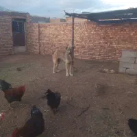 سگ ماده افغان 1سال دهن پاک معاوضه دارم