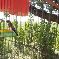 معاوضه سهره نوک سفید