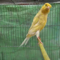 قناری سوپر نر بلند کشیده درشت|پرنده|خرمدره, |دیوار
