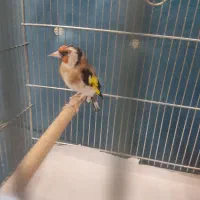 سهره متولد قفس بخون گل قفل