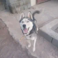 سگ هاسکی