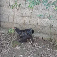 نیمچه خروس برهما