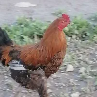 فروش خروس محلی گلین