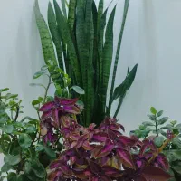 گل برای فروش