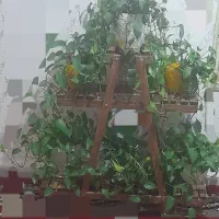 استند چوبی همراه به گل های زیبا