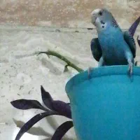 مرغ عشق آبی|پرنده|ری, علایین|دیوار