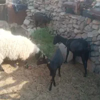 بز های مورسیا فروشی هستن|حیوانات مزرعه|نهبندان, |دیوار