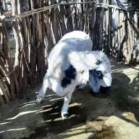 قوچ اماده کشتن و مال داری