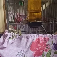 عروس هلندی مولد