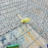 مرغ عشق نر بالغ