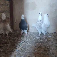 بوقلمون و طوقی|حیوانات مزرعه|لامرد, |دیوار