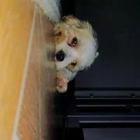 شیتزو کراس عروسکی|سگ|گنبد کاووس, |دیوار