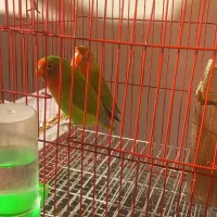 طوطی برزیلی