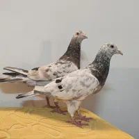 سار سرور هفترنگ و زرد کرمونی کاکلی