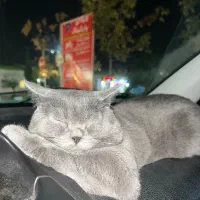 گربه بریتیش (جفت گیری)|گربه|گرگان, |دیوار