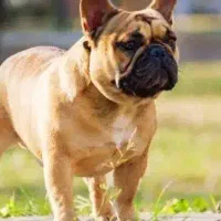 سگ بولداگ معاوضه باپامر