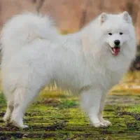 واگزاری سگ نژاد سامویید اصل از نسل وارداتی اصل|سگ|کرج, شهرک سهرابیه|دیوار