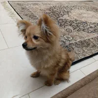 واگذاری سگ پامر