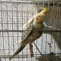 عروس هلندی مولد|پرنده|کرج, حصارک|دیوار