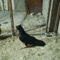 سه عدد کبوتر