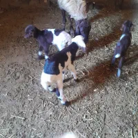 میش وبره جوان